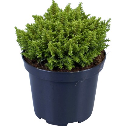 Hebe "Green Globe" výška cca 15 cm priemer kvetináča cca 10,5 cm Hebe