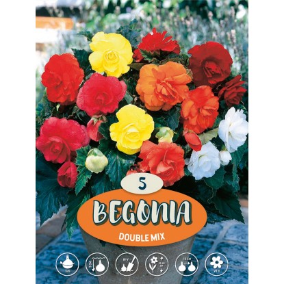 Plné begónie "Mix"