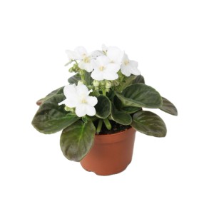 Royal Lemkes Fialka Africká (Saintpaulia ionantha) cca výška 15-20 cm, pr. 12 cm