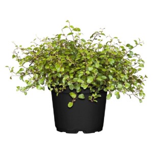 MONTANO Drôtovec - mulenbekie (Muehlenbeckia) cca pr. 12 cm