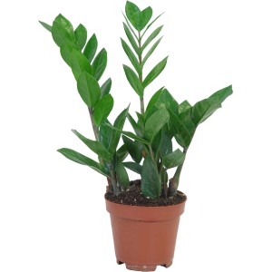 Zamioculcas zamiifolia (šťastie) v hnedom kvetináči, cca 10,5 cm Ø, nenáročná izbová rastlina.