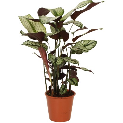 Grow by OBI Kalatea Whitestar, výška cca 70-85 cm, pr. kvetináča cca 19 cm