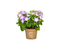 Zvonček rovnakolistý (Campanula isophylla) 