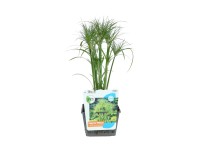 Šáchor papierodarný (Cyperus papyrus) 