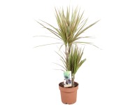 Dracéna rôzne odrody priemer kvetináča cca 17 cm Dracaena