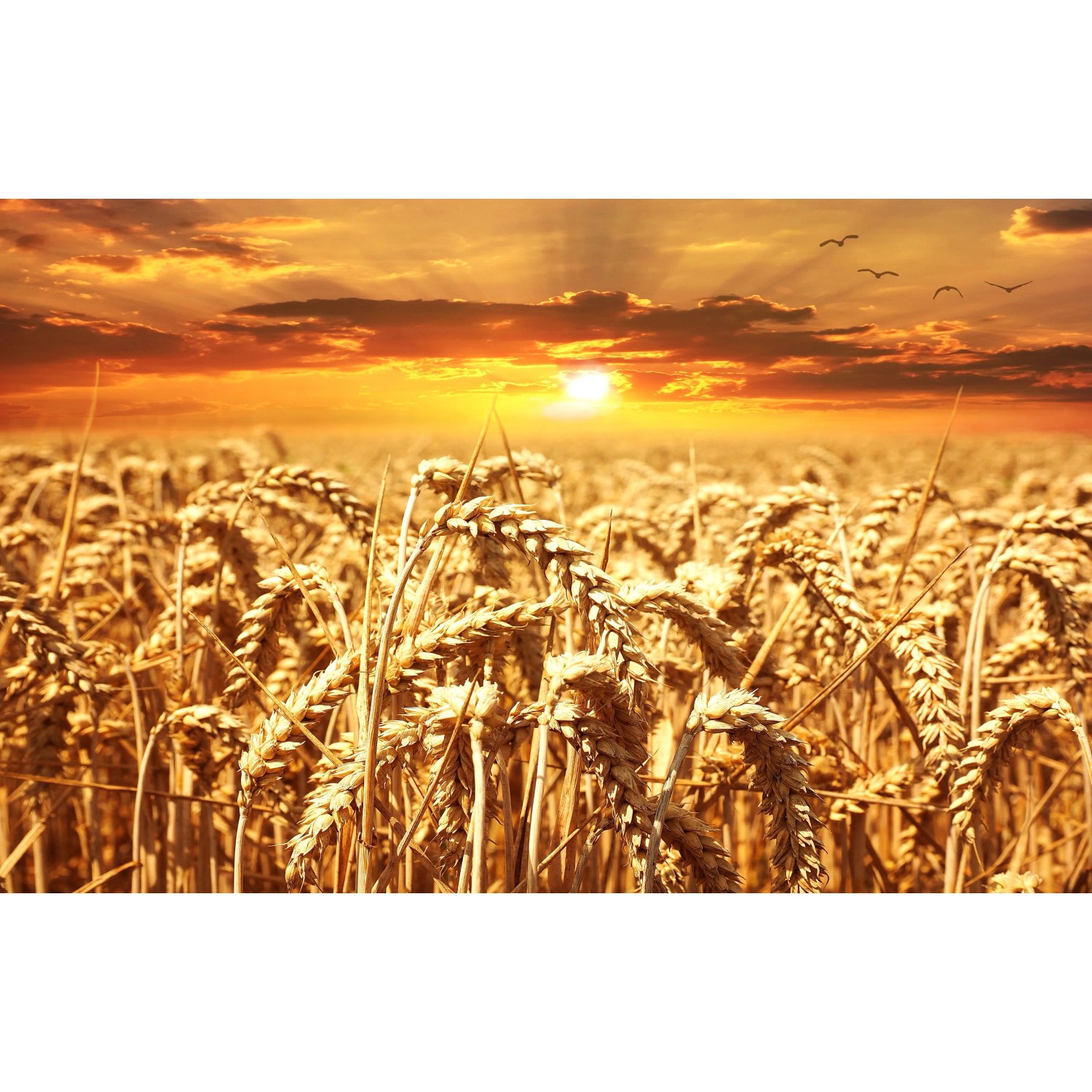 E-shop Bondecor Obraz, tlačené plátno Sun 70 x 110 cm
