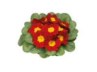 SK-FLORA Prevosienka bezlodyžná (Primula acaulis) 