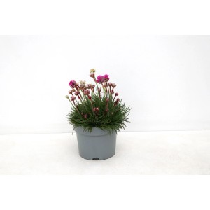 Armeria maritima (Pobrežnica prímorská) v kvetináči, ružové kvety, zelené listy.
