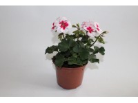 Muškát vzpriamený - Pelargónie páskatá (Pelargonium zonale) 
