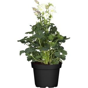 GROW by OBI Orlíček v kvetináči, cca 22 cm vysoký, s bielymi kvetmi.