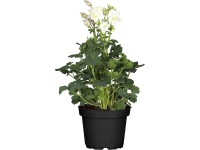 GROW by OBI Orlíček (Aquilegia), pr. kvetináča cca 19 cm