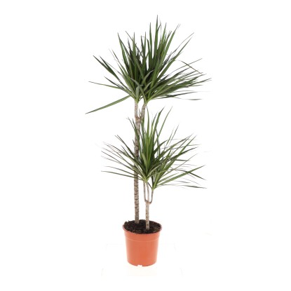 Royal Lemkes Dračinec (Dracaena marginata reflexa) 2kmínky 130 cm, pr. 24 cm