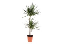 Royal Lemkes Dračinec (Dracaena marginata reflexa) 2kmínky 130 cm, pr. 24 cm