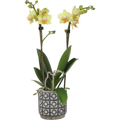 Orchidea motýľokvetá 2 výhonky žltá v keramickom kvetináči priemer cca 9 cm