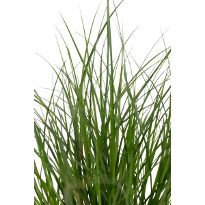 Zelená ostrica (Carex brunnea) v kvetináči, cca 12 cm Ø, od GROW by OBI.
