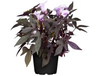 Landgard Povojnica purpurová (Ipomoea purpurea) výška 40-60 cm, pr. 13 cm