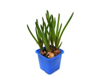 Modrica (Muscari) v kvetináči 7*7 cm