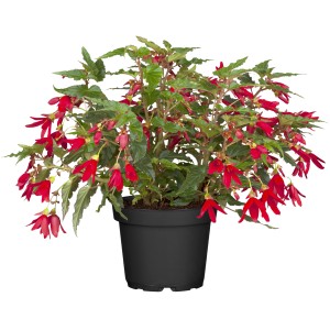 Begónia Groovy (Begonia boliviensis) v kvetináči s červenými kvetmi zvončekovitého tvaru a zelenými listami.