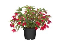 Landgard Begónia bolivíjska (Begonia boliviensis) 