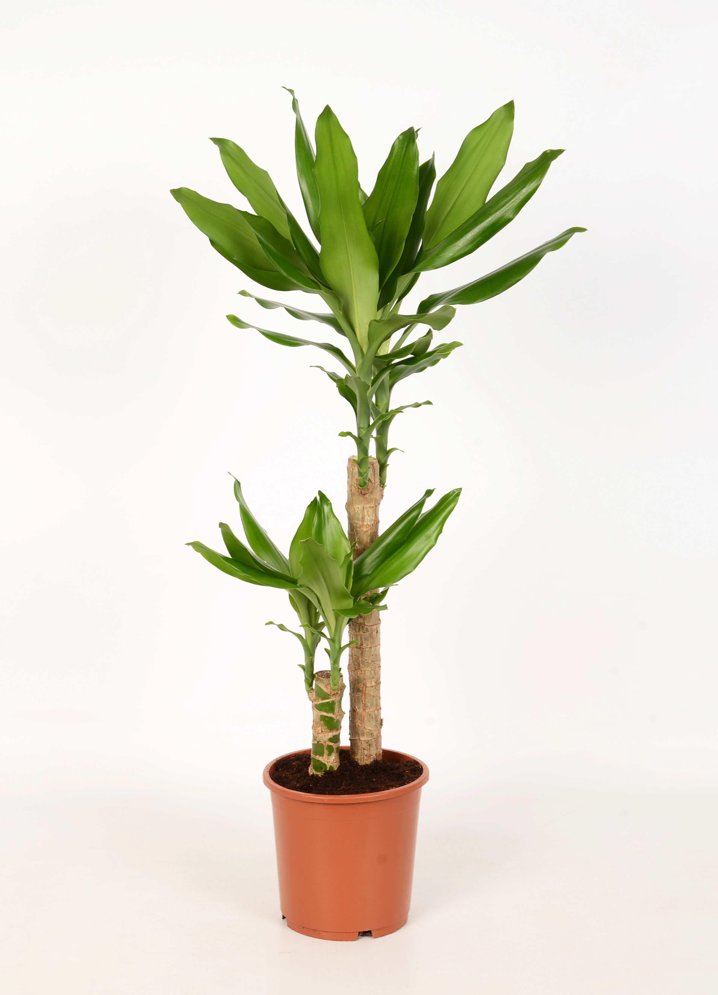 Dracéna výška cca 65 - 75 cm priemer kvetináča cca 17 cm Dracaena fragrans  nakúpiť v OBI