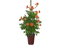 OBI Trúbkovce Campsis mix výška cca 80 cm, kvetináč cca 6 l