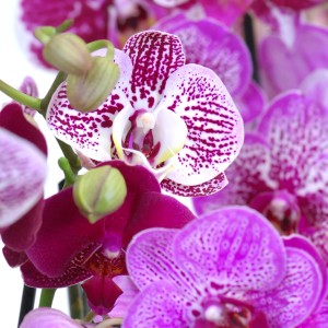 Detailný záber na orchidey Phalaenopsis v rôznych farbách.