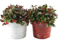 Gaultéria ležatá (Gaultheria procumbens) v zinkovom črepníku vianočná 17 cm