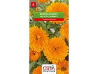 Osiva Moravia Semienka Nechtík lekársky (Calendula officinalis)