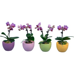 Mini motýlie orchidey v keramických kvetináčoch UFO, rôzne farby.