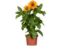 OBI Rudbekia srstnatá priemer kvetináča cca 13 cm Rudbeckia