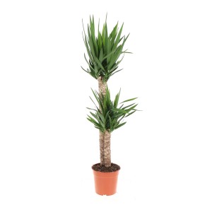 Juka (Palmlilie) s dvoma kmeňmi v kvetináči, výška cca 130 cm. Dekoratívna izbová rastlina.