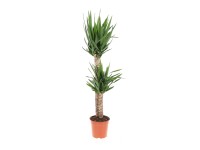 Royal Lemkes Juka (Yucca) 2kmienky cca výška 130 cm, pr. 24 cm