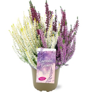 Calluna Trio Lavendel Cream v kvetináči, vres s fialovými, bielymi a ružovými kvetmi.