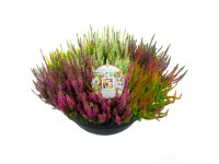 GROW by OBI Vres obyčajný (Calluna vulgaris) 