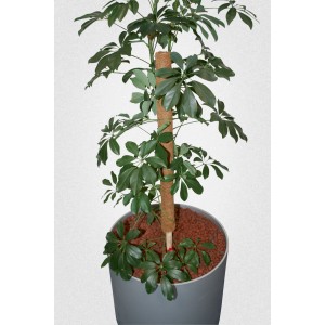 Kokosová tyč 80 cm ako opora pre popínavé rastliny v kvetináči.