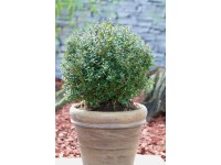 Cezmína vrúbkovaná (ilex crenata) Glory Gem Kugel