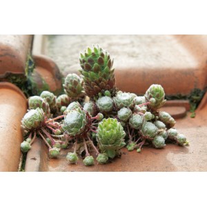 Skalnica pavučinovitá (Sempervivum arachnoideum) v kvetináči, priemer cca 12 cm. Ideálna do skaliek.