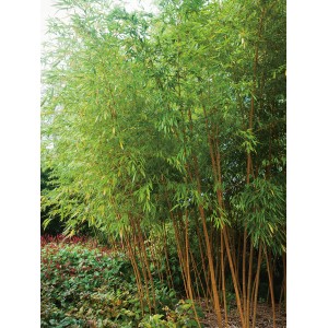 Stálezelený OBI Zlatý bambus (Phyllostachys aurea) v kvetináči, cca 30 cm Ø, ako ochrana súkromia.