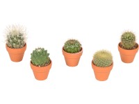 Mix kaktusov priemer kvetináča cca 3,5 cm