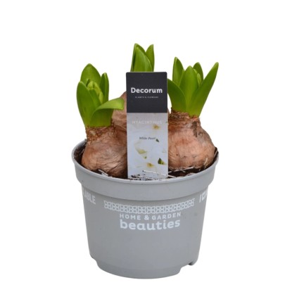 Hyacint východný (Hyacinthus orientalis) "White Pearl" výška 20 cm, pr. 12 cm