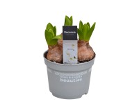 Hyacint východný (Hyacinthus orientalis) 