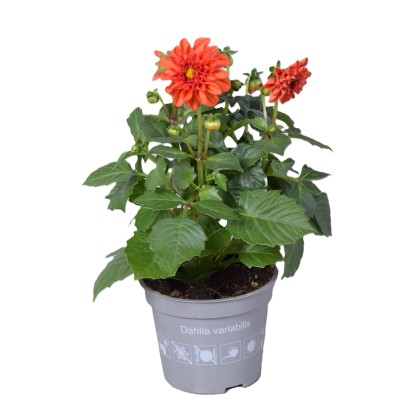 Royal Lemkes Georgína (Dhalia) "Dahlietta Rachel" výška 25-30 cm, pr. 12 cm