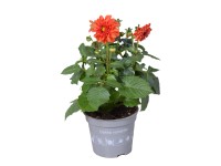 Royal Lemkes Georgína (Dhalia) 