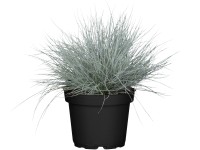 Grow by OBI Kostrava sivá Cool as Ice neskoro., pr. kv. 19 cm