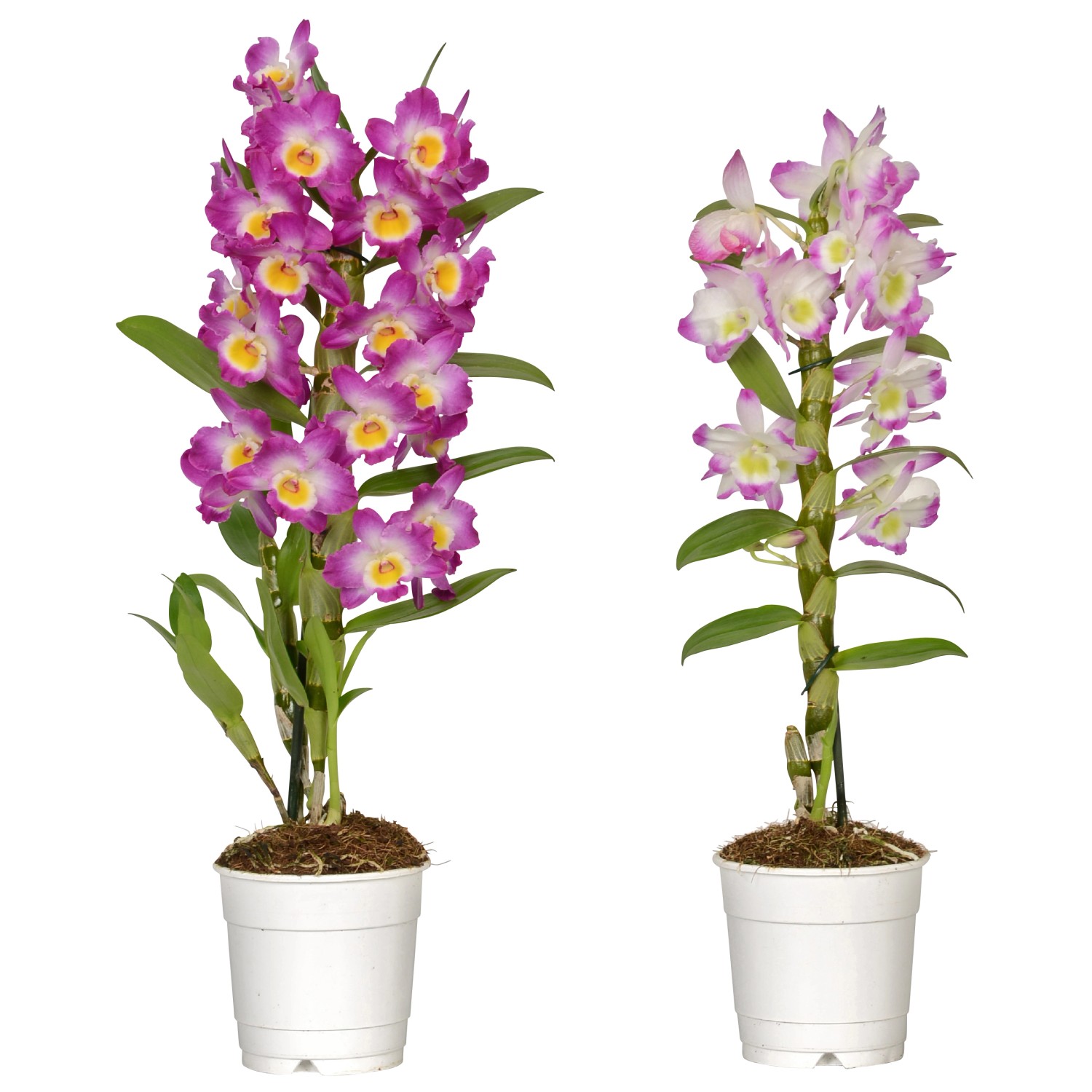 Дендробиум орхидея уход и содержание. Дендробиум нобиле. Дендробиум фаленопсис. Орхидея дендробиум. Дендробиум цимбидиум.