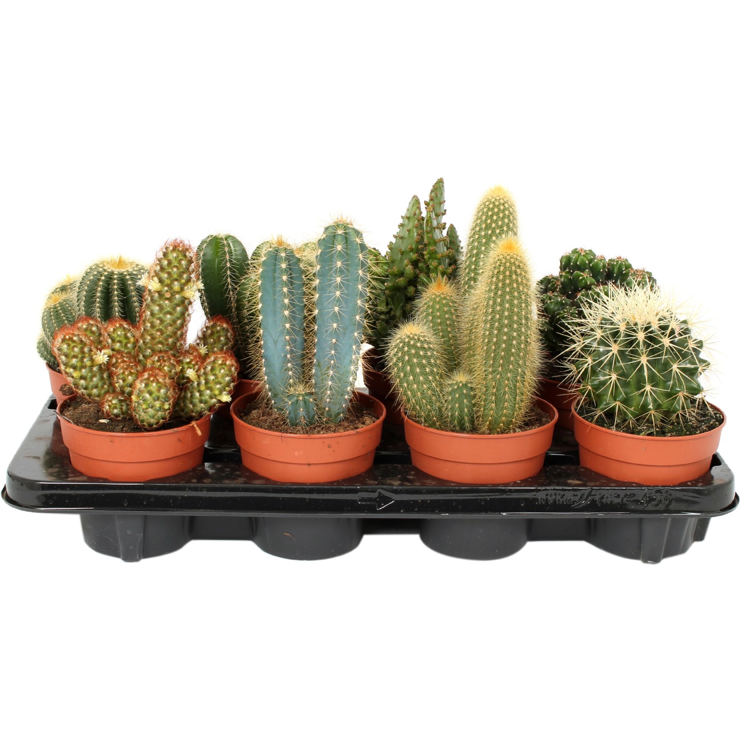 кактус микс d8 h12. кактус микс из леруа мерлен. кактус микс d8 h15. кактус zuil микс. кактус mix x 20 stro с сухоцветами.