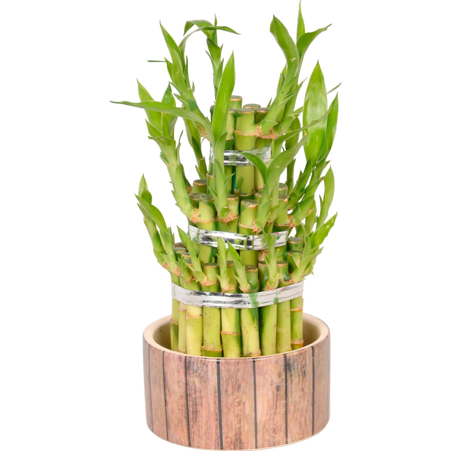 Форма бамбука. Драцена Сандера бамбук спираль. Dracaena Lucky Bamboo. Драцена Lucky Bamboo. Драцена Сандера цветение.